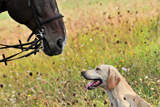 Foxhounds